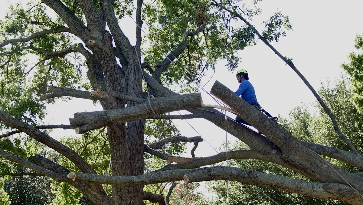 Professional Hazardous Tree Removal performed by certified arborists in Mellette