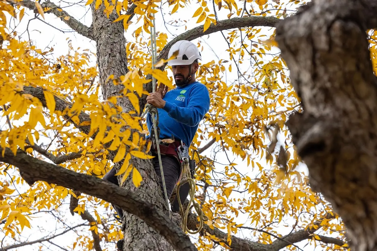 Skilled Dead Tree Removal crew working in Mellette